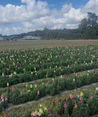 The Berry Farms by null