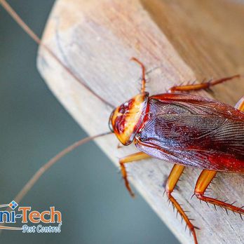 Uni-Tech Pest Control - Pest Control Near Me - Phoenix, Arizona
