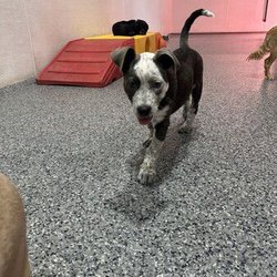 The Dog Stop - Argyle - The dog spot. Doggie day care Tucker 4m aka Devil dog