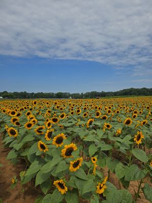 Southern Belle Farm by null