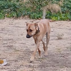 San Dimas Dog Park