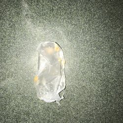 Piece of glove from tuna grinder made by debby at old lyme subway