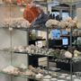 Photo of Cornerstone Minerals