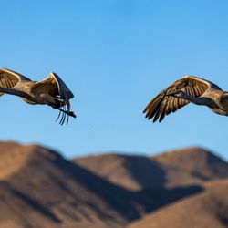 Festival of the Cranes - 2023 Festival of the Cranes at Bosque del Apache National Wildlife Refuge