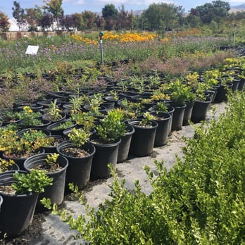 Greenfield Nursery - Nurseries & Gardening Near Me - San Martin, California Greenfield Nursery - Nurseries & Gardening Near Me - San Martin, California