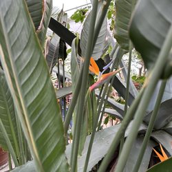 Mann Leiser Memorial Greenhouse & The Horticulture Complex