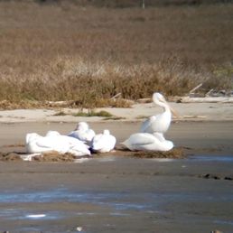 Pelicans Pelicans