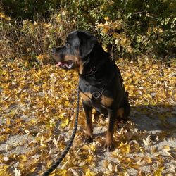 Fullersburg Woods Nature Education Center - Perfect day to walk in the leaves