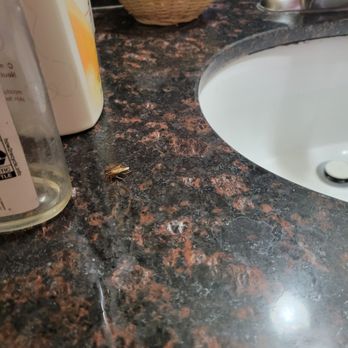 Lambert Inn - Roach on the countertop near the sink in the Bathroom area - Hotels Near Me - Whittier, California