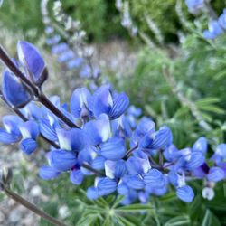 Topanga Lookout Trail - Beautiful flowers