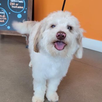 Petbar Alliance - Pet Groomers Near Me - Fort Worth, Texas Petbar Alliance - Pet Groomers Near Me - Fort Worth, Texas