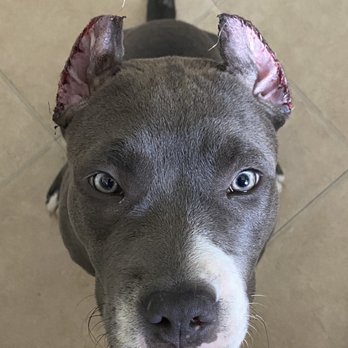 Fullerton Animal Clinic PC - Ear cropping on a 4 month old Bully!! - Veterinarians Near Me - Chicago, Illinois