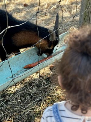 Harvest Moon Farm & Orchard by null