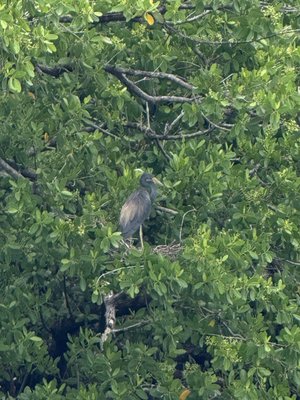 J.N. "Ding" Darling National Wildlife Refuge Visitor and Education Center by null