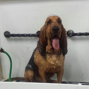 Rub A Dub Doggie Scrub - Pet Groomers Near Me - Rancho Cucamonga, California Rub A Dub Doggie Scrub - Pet Groomers Near Me - Rancho Cucamonga, California