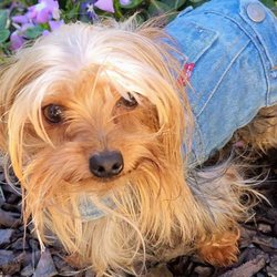 Tiny Fur Baby - Peanut