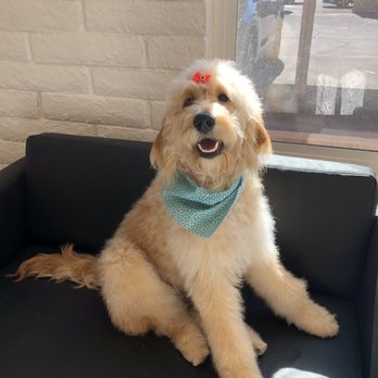 Fluff Bar - Pet Groomers Near Me - Scottsdale, Arizona