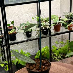 The Nursery Project - Hoya Clemensiorum