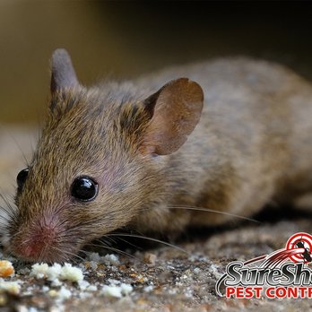 Sureshot Pest Control - Pest Control Near Me - Greenville, Michigan Sureshot Pest Control - Pest Control Near Me - Greenville, Michigan