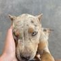 Safe Haven Pet Boarding