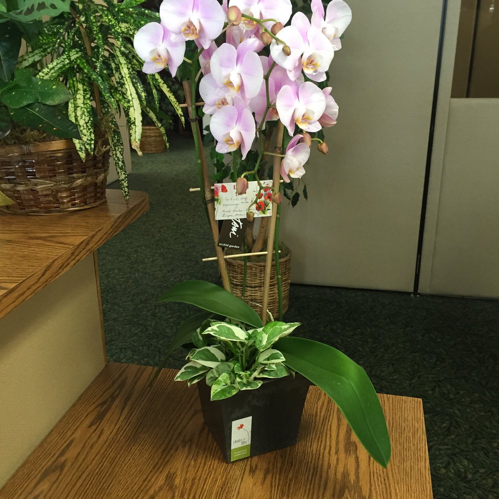 A & L Financial Services - Flowers from us. We love A&L - Tax Services Near Me - Livermore, California A & L Financial Services - Flowers from us. We love A&L - Tax Services Near Me - Livermore, California