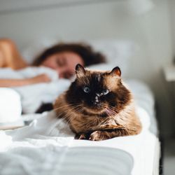 The Purrfect Cat - Keep your sleep peaceful with proper environment and training