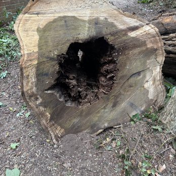Marquez Tree Services - Tree Services Near Me - Silver Spring, Maryland