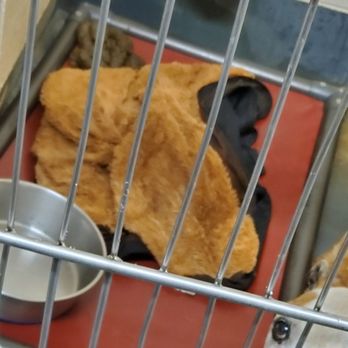 Indianapolis Animal Care Services - Animal Shelters Near Me - Indianapolis, Indiana