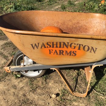 Washington Farms - a wheelbarrow full of pumpkins - Farmers Market Near Me - Bogart, Georgia Washington Farms - a wheelbarrow full of pumpkins - Farmers Market Near Me - Bogart, Georgia