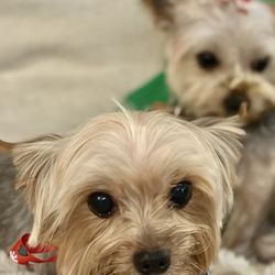 PJ Noah PetSalon - Laguna Niguel - After