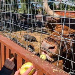 Fall Harvest Orchard - This cow must eat thousands of apples a day!