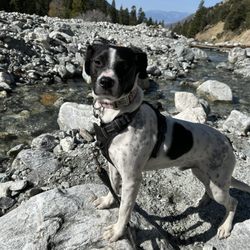 The Dog Camp