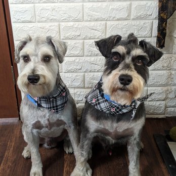 Acton Pet Grooming - Pet Groomers Near Me - Acton, California