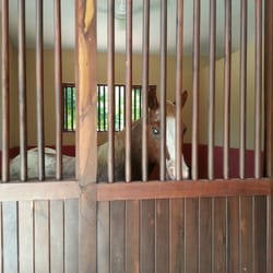 Rancho Ixtul - Hermoso caballo del equipo de charrería