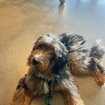 Oh Behave Dog Training - Pet Training Near Me - San Ramon, California Oh Behave Dog Training - Pet Training Near Me - San Ramon, California