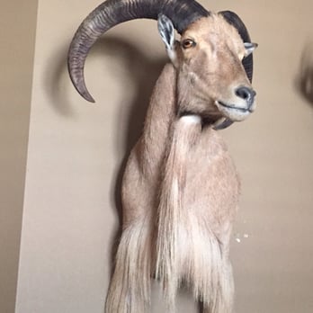 Tri-State Taxidermy - This is the picture of the sheep done by another taxidermy shop. The other shop provided cape. The workmanship is uncomparable. - Taxidermy Near Me - Houston, Texas Tri-State Taxidermy - This is the picture of the sheep done by another taxidermy shop. The other shop provided cape. The workmanship is uncomparable. - Taxidermy Near Me - Houston, Texas