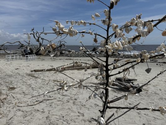Driftwood Beach by null