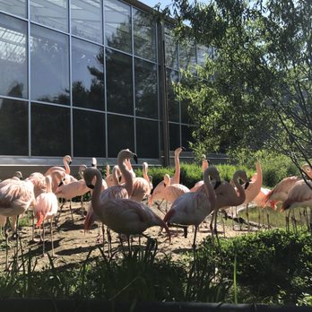 Blank Park Zoo - No trip to the zoo is complete without a flamboyance of flamingos! - Zoos Near Me - Des Moines, Iowa Blank Park Zoo - No trip to the zoo is complete without a flamboyance of flamingos! - Zoos Near Me - Des Moines, Iowa