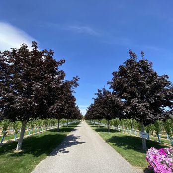 The Vibrant Vine - Wineries Near Me - Kelowna, British Columbia