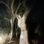 Photo of Donkey Tree