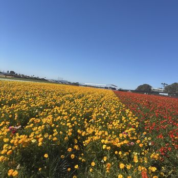 The Flower Fields - Flower fields - Venues & Event Spaces Near Me - Carlsbad, California
