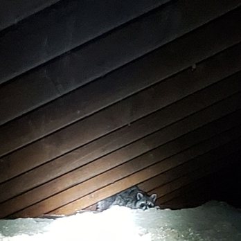 One Time Wildlife Removal - Raccoon in attic - Wildlife Control Near Me One Time Wildlife Removal - Raccoon in attic - Wildlife Control Near Me