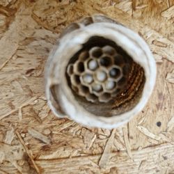 Gateway Cafe - Early stage of a Wood Wasp nest