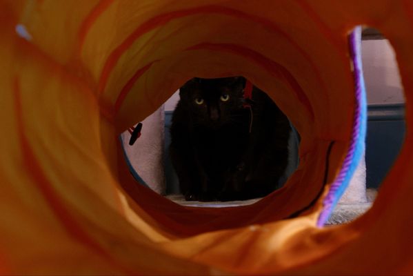 Mount Purrnon Cat Café + Wine Bar by null