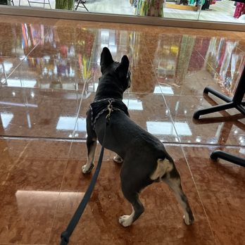 D'luxe Dog Pet Concierge & Boutique - Pet Groomers Near Me - Miami, Florida