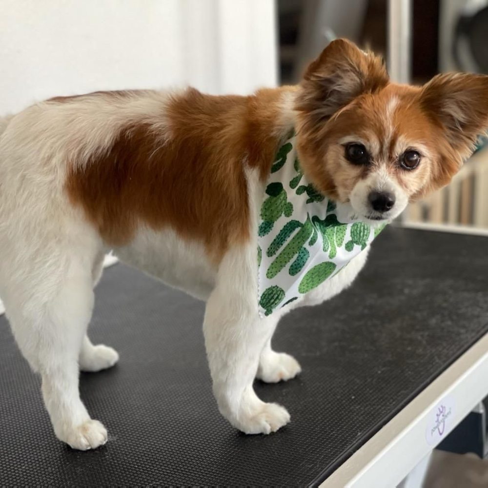 Papillon