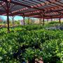Photo of Star Nursery