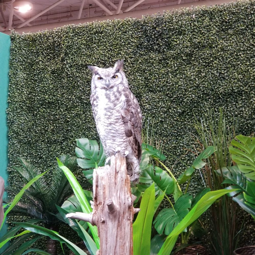 ProFusion Expo - Owl - Festivals Near Me - Toronto, Ontario