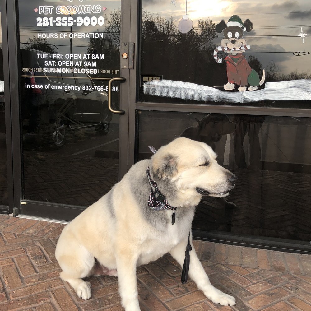 Ever seen a groomed dog smile so pretty? Noah's Bark - Thank you!