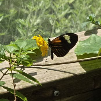 Butterfly Pavilion - Museums Near Me - Westminster, Colorado